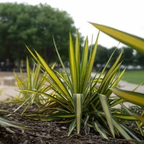 Yucca filamentosa 'Color Guard' - Sárgatarka levelű pálmaliliom