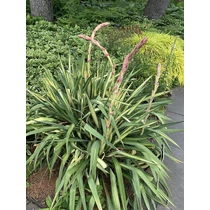 Yucca flaccida 'Golden Sword' - Sárgatarka levelű pálmaliliom