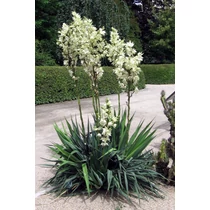 Yucca flaccida 'Ivory Towers' - Fehértarka levelű pálmaliliom