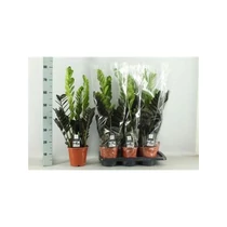 ZAMIOCULCAS RAVEN