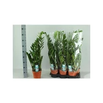 ZAMIOCULCAS ZAMIIFOL 85 cm