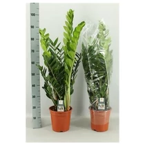 ZAMIOCULCAS ZAMIIFOL 100 cm