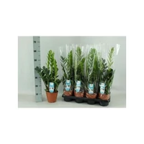 ZAMIOCULCAS ZAMIIFOL 65 cm