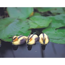 Állatfigura sárga kiskacsa, 12 cm