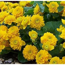 Caltha palustris multiplex - Tömött virágú gólyahír - kert tavi növény