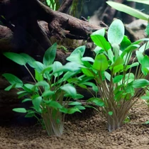 Cryptocoryne wendtii Green vagy "Wendt vízikehely" akváriumi növény