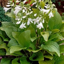 Hosta 'Royal Standard'