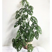MONSTERA ANDANSONII