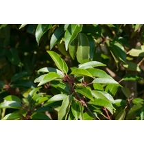 Prunus lusitanica 'Angustifolia' - 