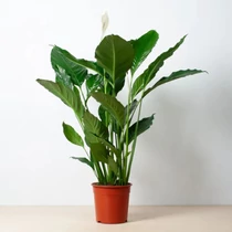 Spathiphyllum SWEET SEBASTIAN