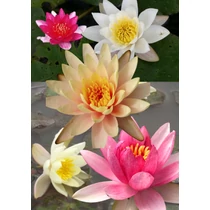 Tavirózsa (Nymphaea) zsákbamacska – a kerti tavak látványos dísze