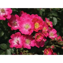 Rosa (mini) 'Lupo'®