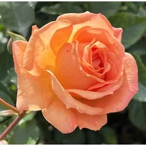 Rosa 'Bentheimer Gold'®