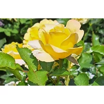 Rosa'Sunmaid'®