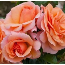 Rosa 'Aprikola'®
