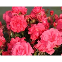 Rosa 'Bad Birnbach'®