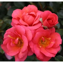 Rosa 'Flamingo'®
