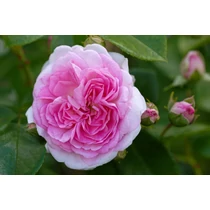 Rosa  'Jasmina'®