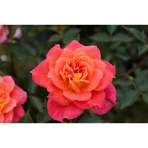 Rosa (mini) 'Mandarin'®