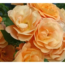 Rosa 'Portoroz'®