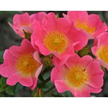 Rosa 'Topolina'®