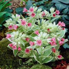 Pulmonaria-Tüdőfű fajták
