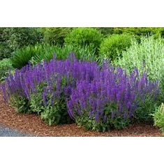 Salvia- zsálya fajták