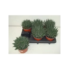Aloe fajták