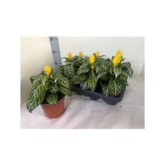 Aphelandra fajták