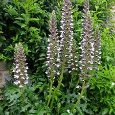 Acanthus fajták