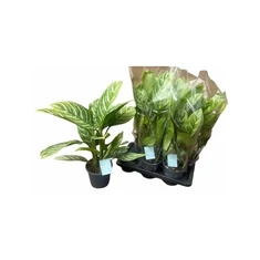 Aglaonema fajták