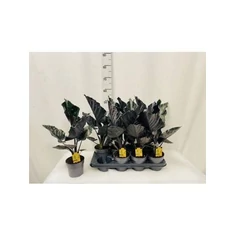 Alocasia fajták