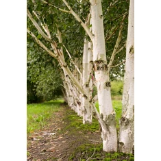 Betula fajták