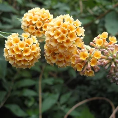 Buddleja fajták