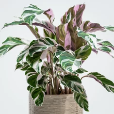 Calathea fajták