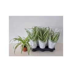 Chlorophytum fajták