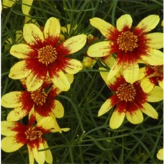 Coreopsis-Menyecskeszem fajták