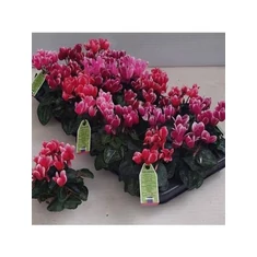 Cyclamen fajták