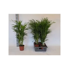 Dypsis fajták