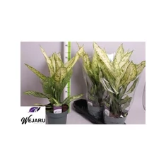 Dieffenbachia fajták