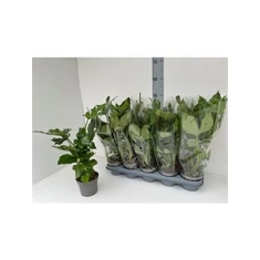 Fatsia fajták