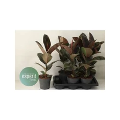 Ficus fajták