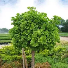 Ginkgo biloba fajták