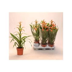 Guzmania fajták