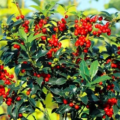 Ilex fajták