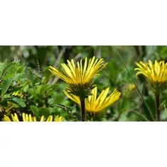 Inula-peremizs fajták