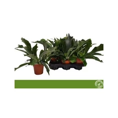 Platycerium fajták