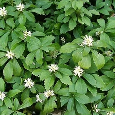 Monarda-Méhbalzsam fajták