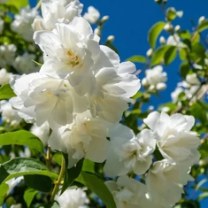 Philadelphus fajták