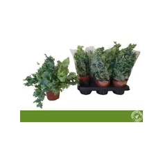 Phlebodium fajták